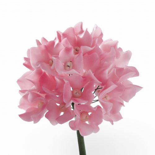 Hortensja rozowa.jpg