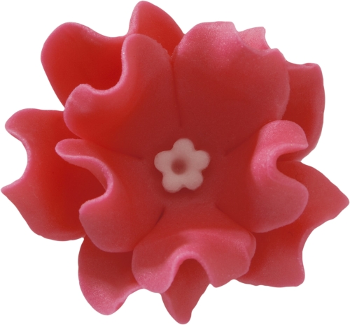 Lewkonia cukierkowy roz.jpg