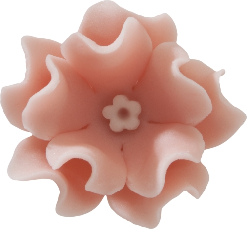 Lewkonia pudrowy roz.jpg