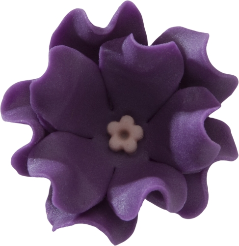 Lewkonia dojrzala sliwka.jpg