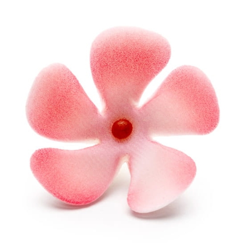 Barwinek czerwony.jpg