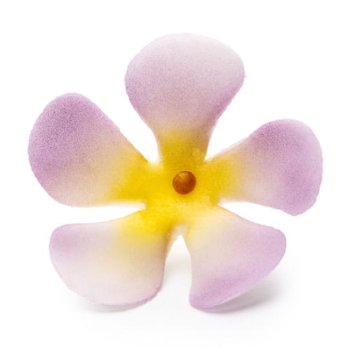 Barwinek fioletowy.jpg