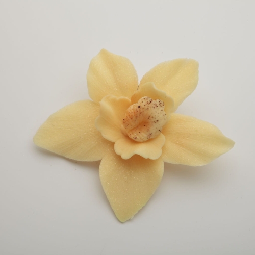 Storczyk duzy ecru.jpg