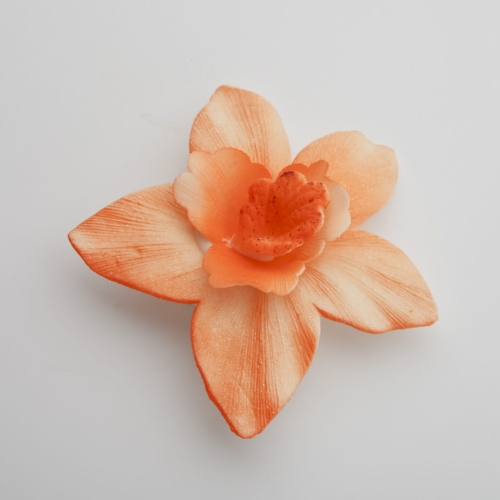 Storczyk duzy lososiowy p.jpg