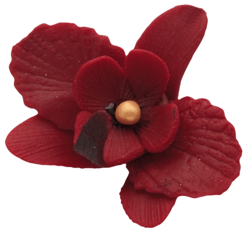 Storczyk maly bordo p.jpg