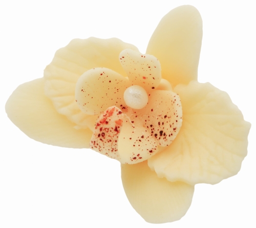 Storczyk maly ecru p.jpg