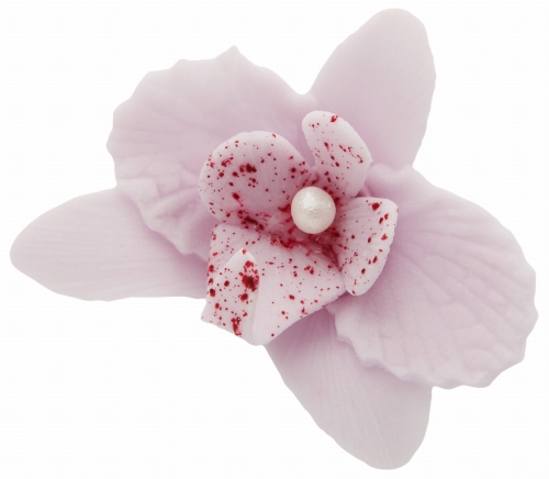 Storczyk maly fioletowy p.jpg