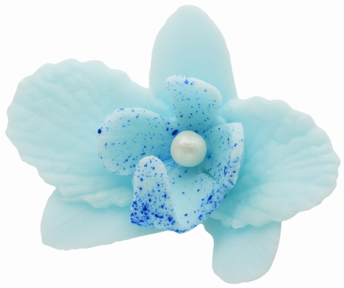 Storczyk maly niebieski p.jpg