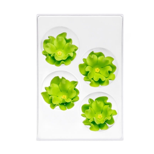 C-2212-zaw lewkonia pistacjowa.jpg